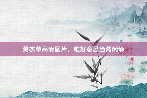 薰衣草高清图片，唯好意思当然闲静